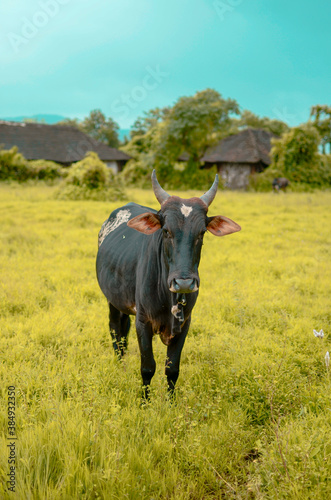 Fototapeta Naklejka Na Ścianę i Meble -  Farmer's black bull standing in middle of green grass