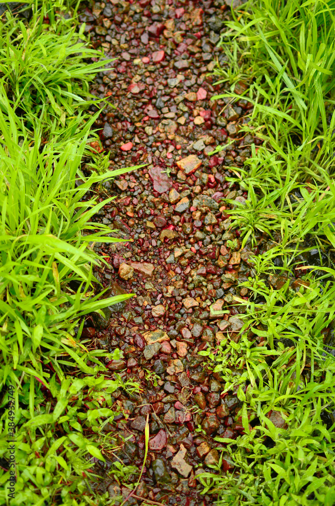Natural pathway full of multicolor stones and green grass