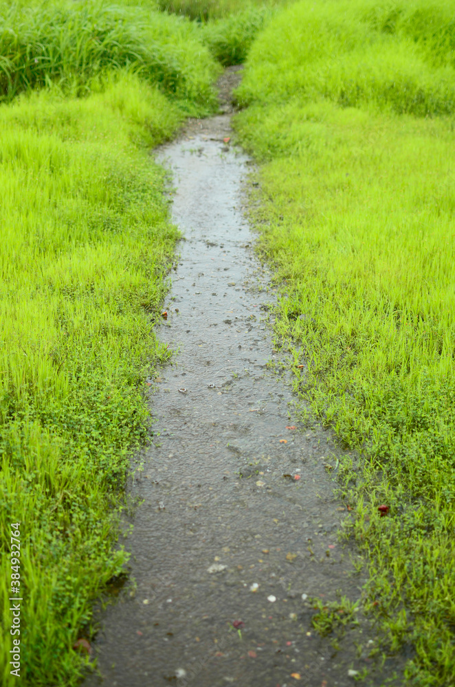 Raining on the natural pathway and fresh green grass around