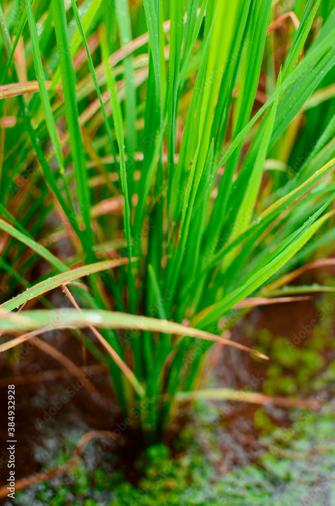 Naklejka premium Grown rice crop grass in monsoon