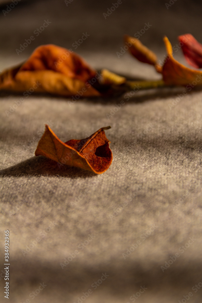 Composition of orange-red autumn leaves and warm woolen beige and gray sweaters in the rays of the morning autumn sun Composition of orange-red autumn leaves and warm woolen beige and gray sweaters in the rays of the morning autumn sun