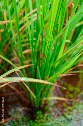 Grown rice crop grass in monsoon