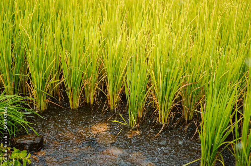 Agricultural farm grass in heavy rain Agricultural farm grass in heavy rain