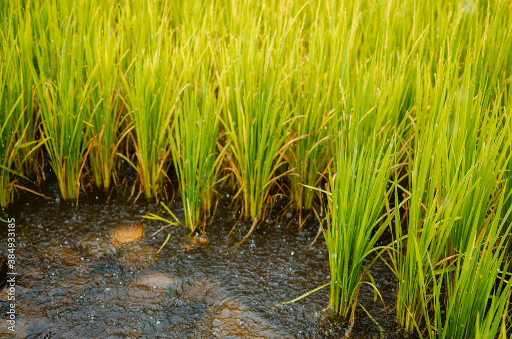 Obraz premium Accumulated rain water in the green farm