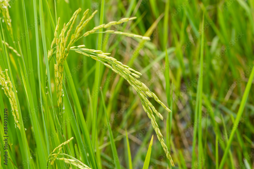 Close up of green paddy rice. Green ear of rice in paddy rice field under sunrise, Blur Paddy rice field in the morning background Close up of green paddy rice. Green ear of rice in paddy rice field under sunrise, Blur Paddy rice field in the morning background