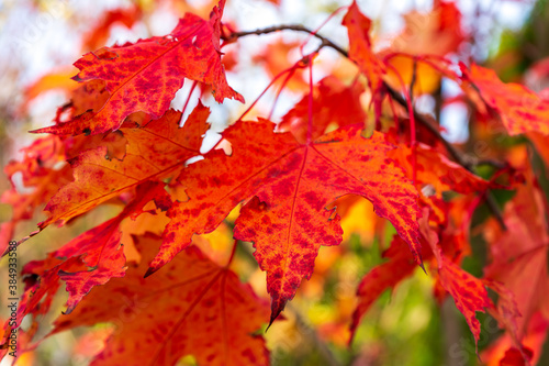 Bright red maple leaves hanging from a branch as a blurred background of a beautiful autumn