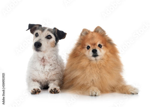 old jack russel terrier and spitz