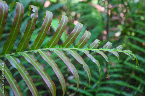 diplazium esculentum leaves (Athyriaceae) asia nature images photo