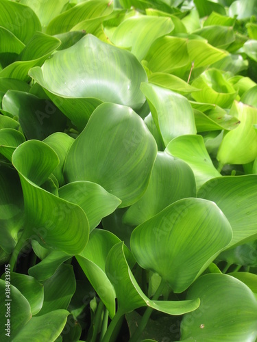 green leaves background 3