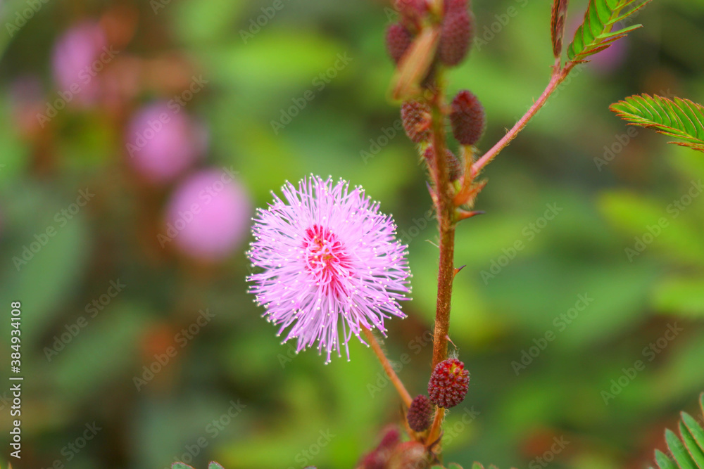 touch-me-not tree or sensitive plant Flowers asia nature touch-me-not tree or sensitive plant Flowers asia nature