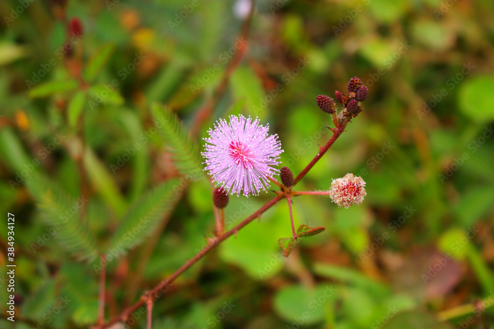 touch-me-not tree or sensitive plant Flowers asia nature touch-me-not tree or sensitive plant Flowers asia nature