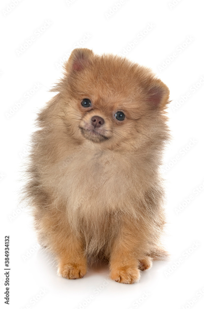 puppy pomeranian in studio puppy pomeranian in studio