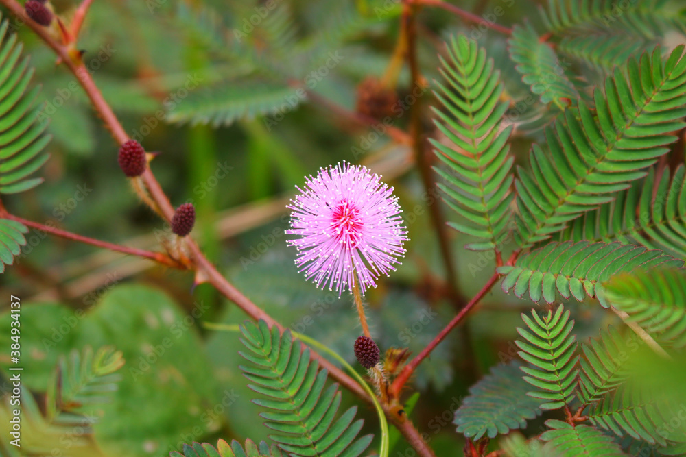 touch-me-not tree or sensitive plant Flowers asia nature touch-me-not tree or sensitive plant Flowers asia nature
