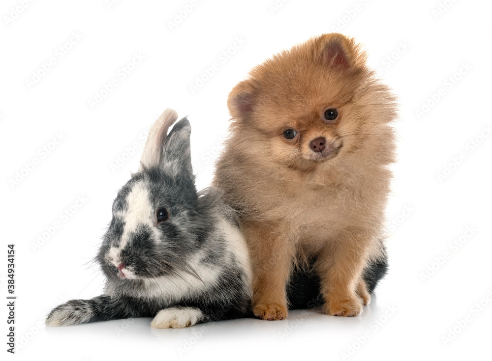 puppy pomeranian and rabbit