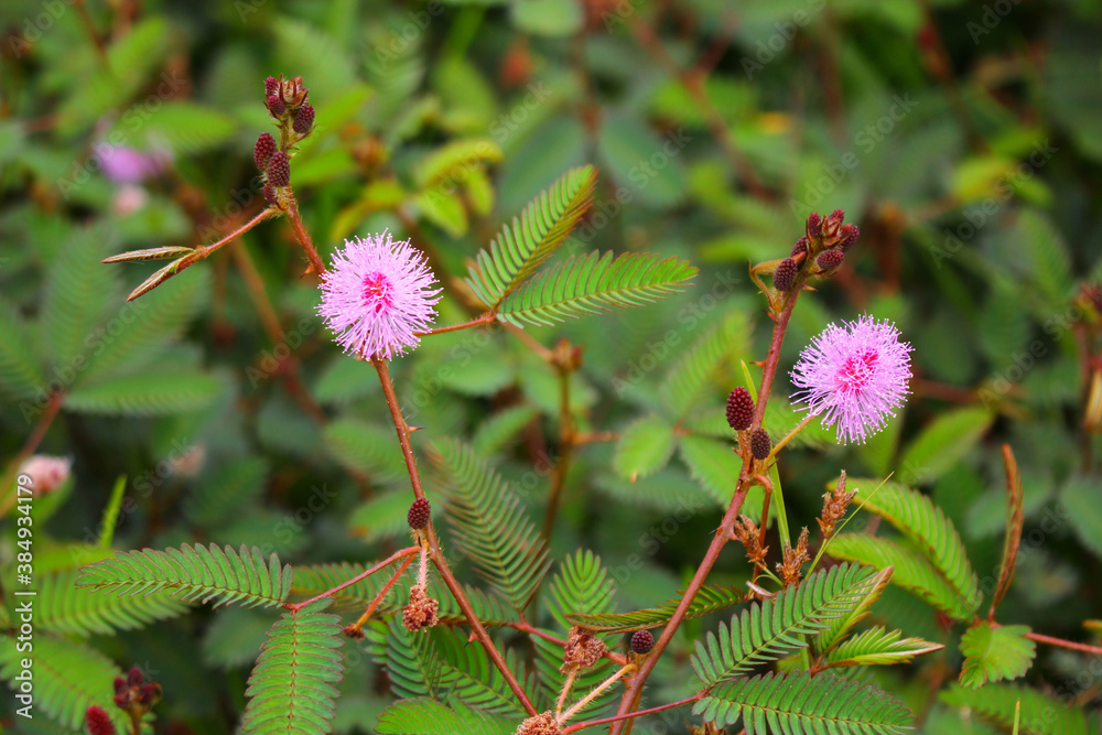 touch-me-not tree or sensitive plant Flowers asia nature touch-me-not tree or sensitive plant Flowers asia nature