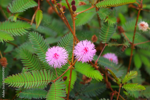 Tableau sur toile touch-me-not tree or sensitive plant Flowers asia nature