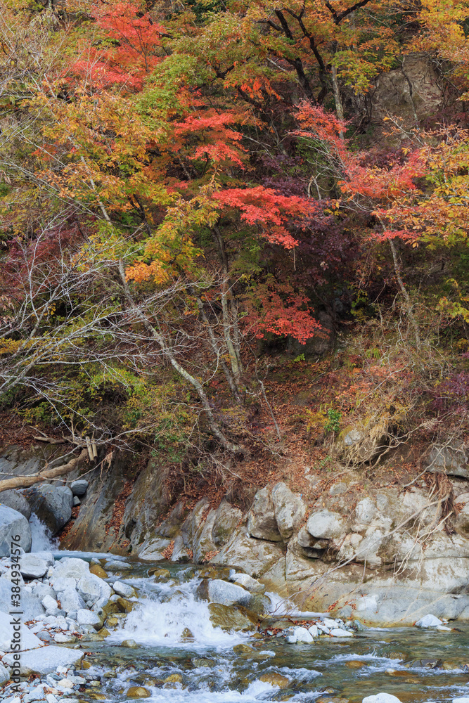 川と紅葉 川と紅葉