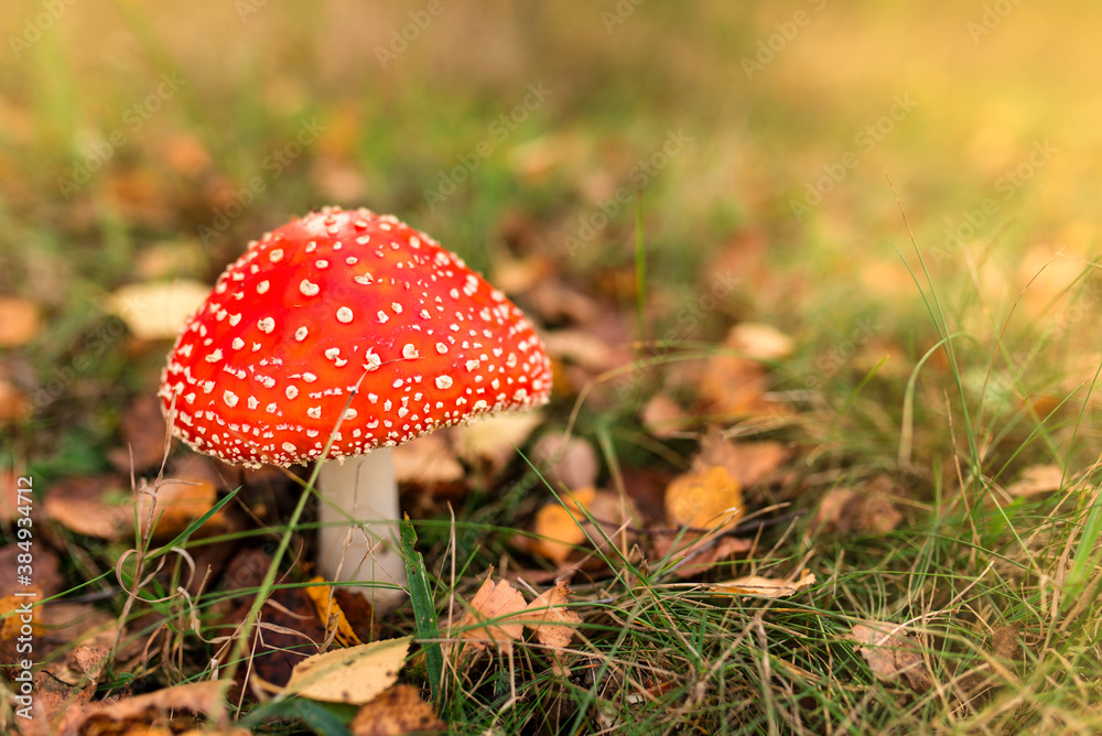 Beautiful autumn background with amanita. Sunny background with mushroom and copy space. Beautiful autumn background with amanita. Sunny background with mushroom and copy space.