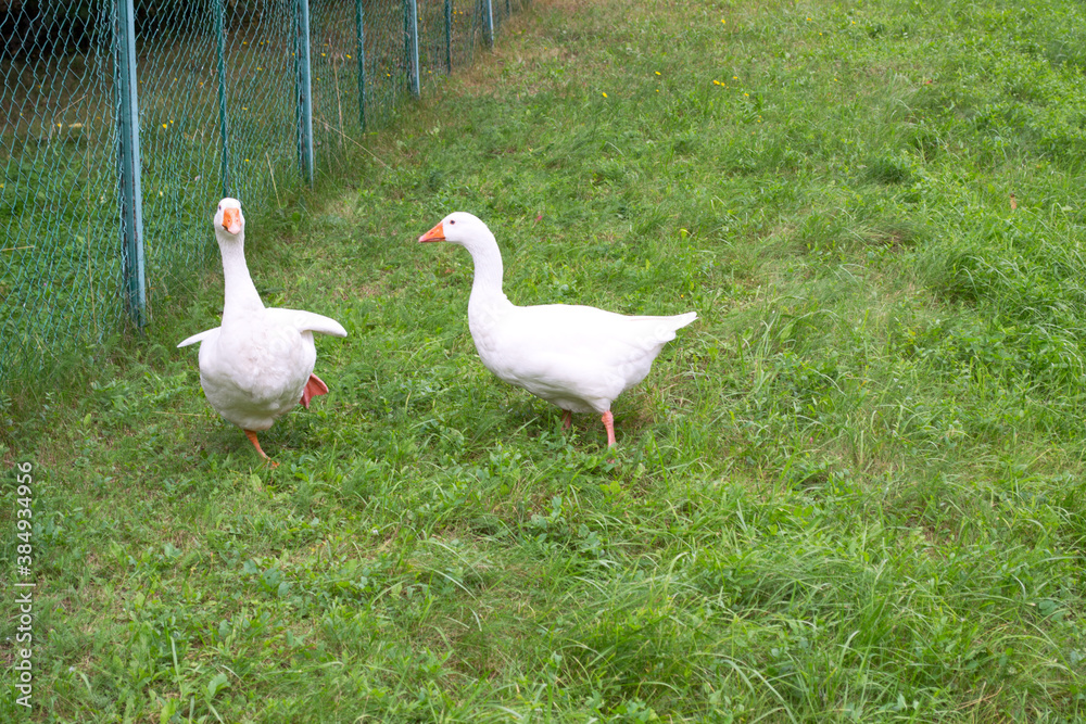 Two domestic geese are walking on the grass Two domestic geese are walking on the grass