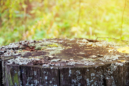 Stump with lichen in the forest