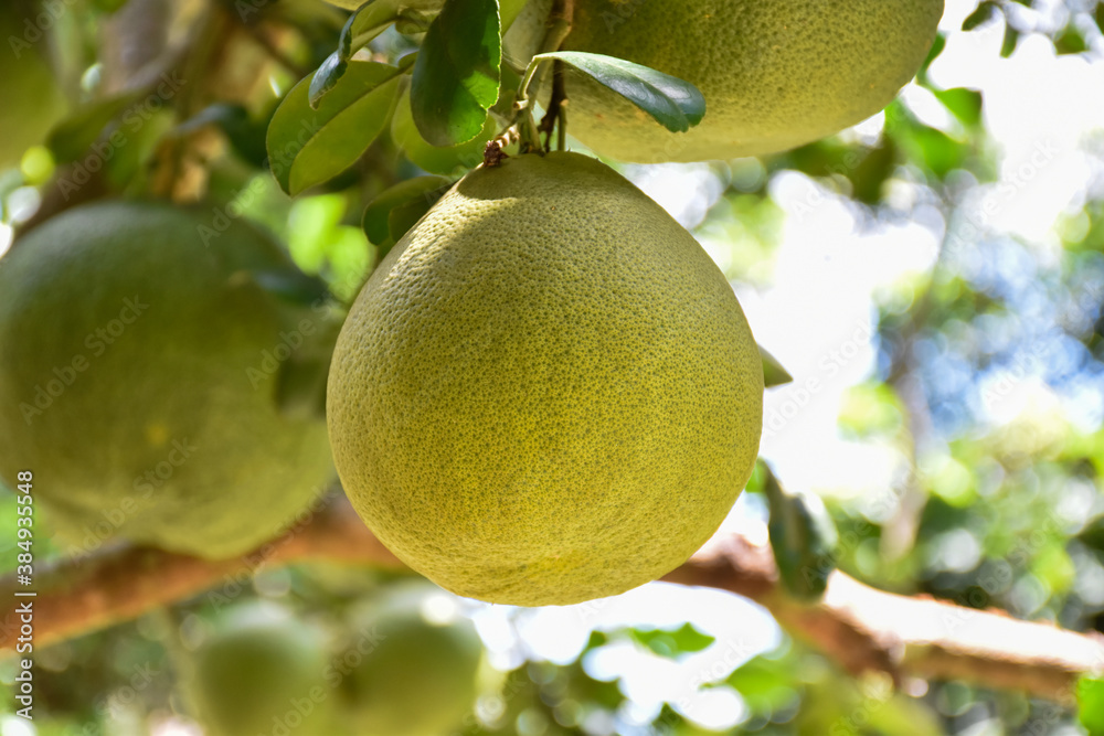 A large round green pomelo fruit hanging on its tree. It has a sweet and sour taste and can be stored for a long time. Thai people can grow this plant all over the provinces. A large round green pomelo fruit hanging on its tree. It has a sweet and sour taste and can be stored for a long time. Thai people can grow this plant all over the provinces.