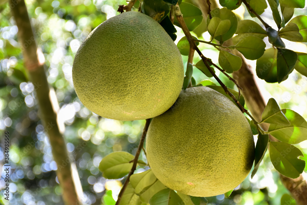 A large round green pomelo fruit hanging on its tree. It has a sweet and sour taste and can be stored for a long time. Thai people can grow this plant all over the provinces.