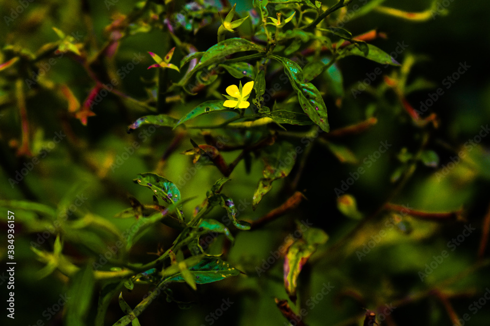 Lotus japonicus flower in yellow color with green leaves all around