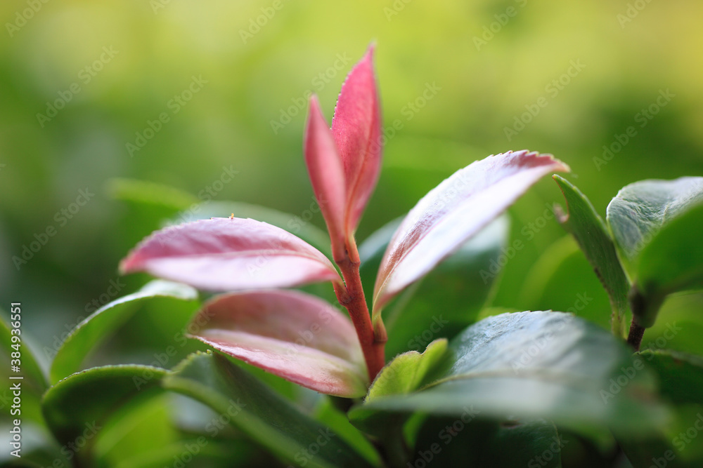 Fototapeta premium サザンカの新芽