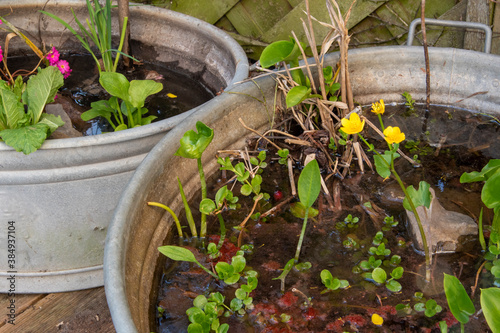 Blühende Sumpfdotterblume, Caltha palustris, in der Zinkwanne die als kleiner Gartenteich genutzt wird