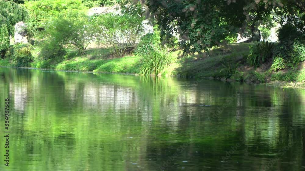 grass and flower reflections on water on river shore impressionist garden pond static background, in Nymph gardens, Italy grass and flower reflections on water on river shore impressionist garden pond static background, in Nymph gardens, Italy