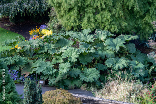 Rhubarb gunera manicata growing in the garden. Vancouver BC Canada 