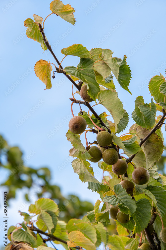 Fototapeta premium Fruits of the handkerchief tree. Vancouver BC Canada