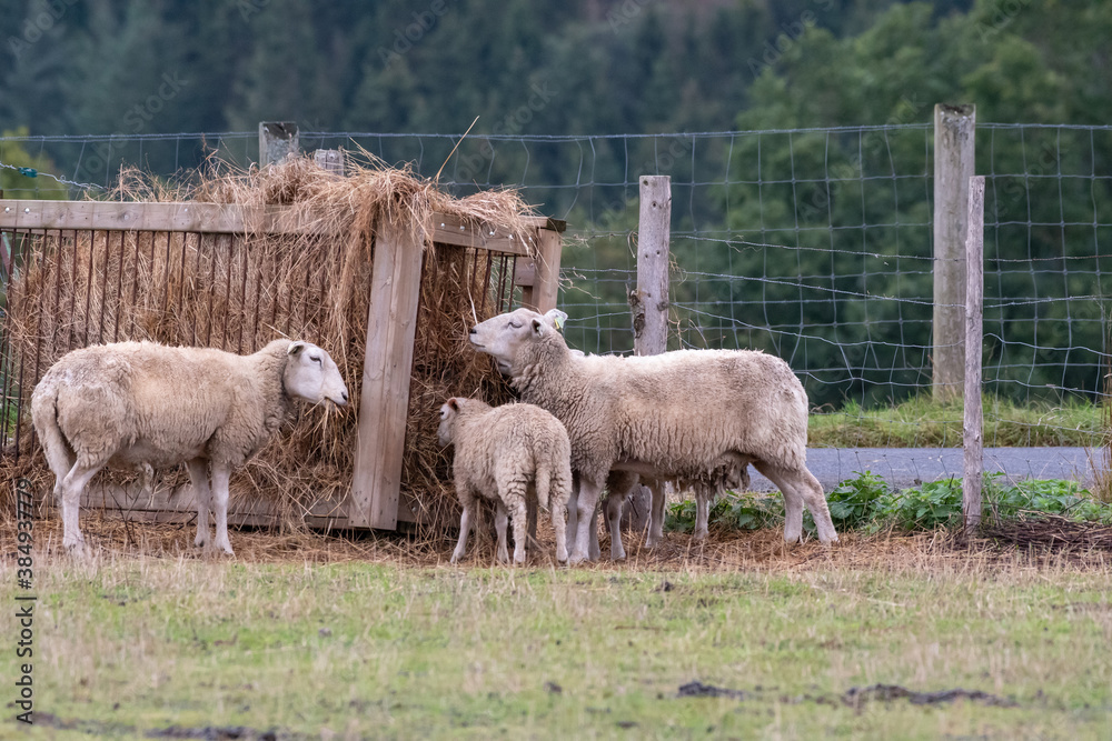 Fototapeta premium sheep and lambs eat hay from a rack
