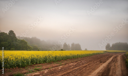 Yellow field of rapeseed. Growing agriculture on the farm.