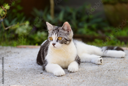 Lovely cute little cat with beautiful yellow eyes sit and relaxing in garden outdoor