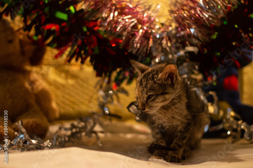 Selective focus close up of a tabby kitten closing eyes and resting in front of Christmas decorations © Vishnu