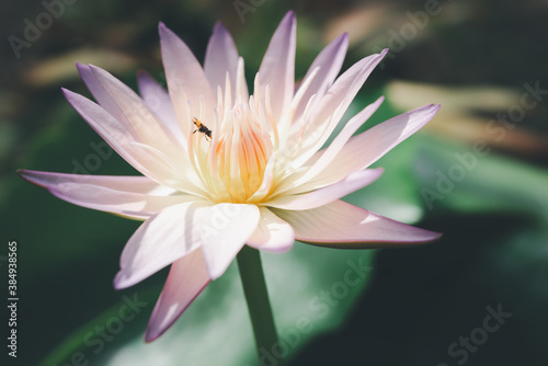 Pink lotus flower or waterlily on pond in garden with dark background