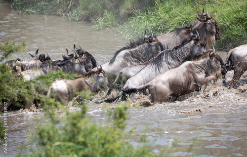 The Wildebeest migration on the banks of the Mara River. Every Year 1.5 million cross the Masai Mara in Kenya.	