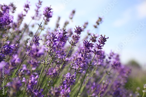 Beautiful blooming lavender field on summer day  closeup