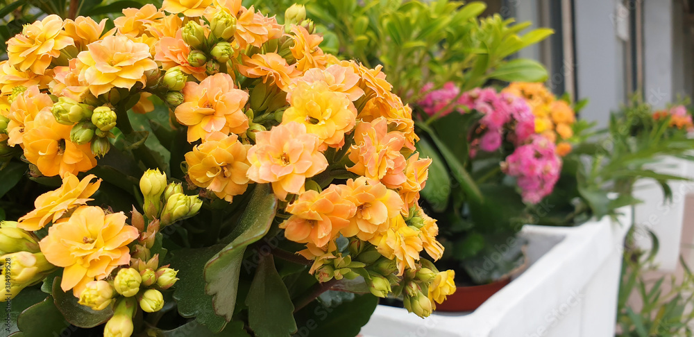 Yellow and pink Begonia flowers in pots on a flower bed on the street. Panorama.