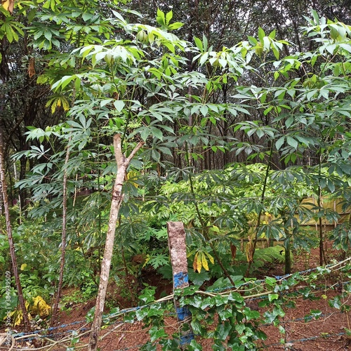 trees in a garden © Harikrishnan