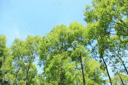 新緑の木々 © Paylessimages