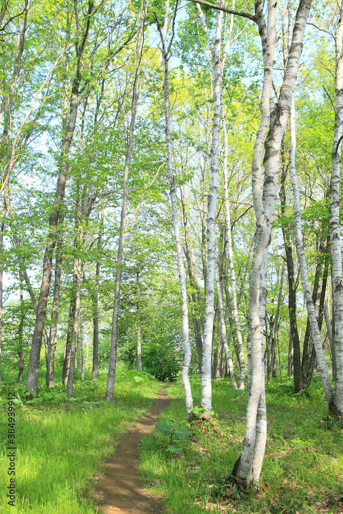 Fototapeta premium 新緑の森の一本道