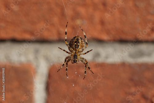 European garden spider, diadem spider, orangie, cross spider, crowned orb weaver (Araneus diadematus) in its web. Family Orb-weaver spiders, araneids (Araneidae). In front of a faded wall. Autumn.