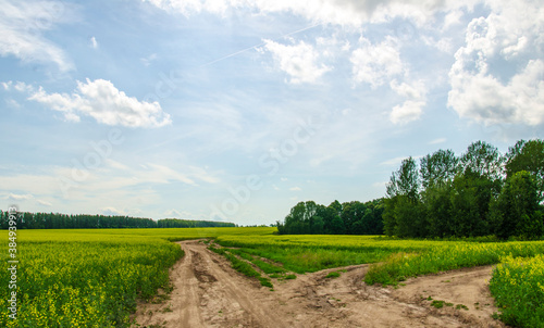 Yellow field of rapeseed. Growing agriculture on the farm.