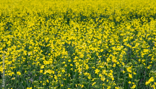 field of dandelions