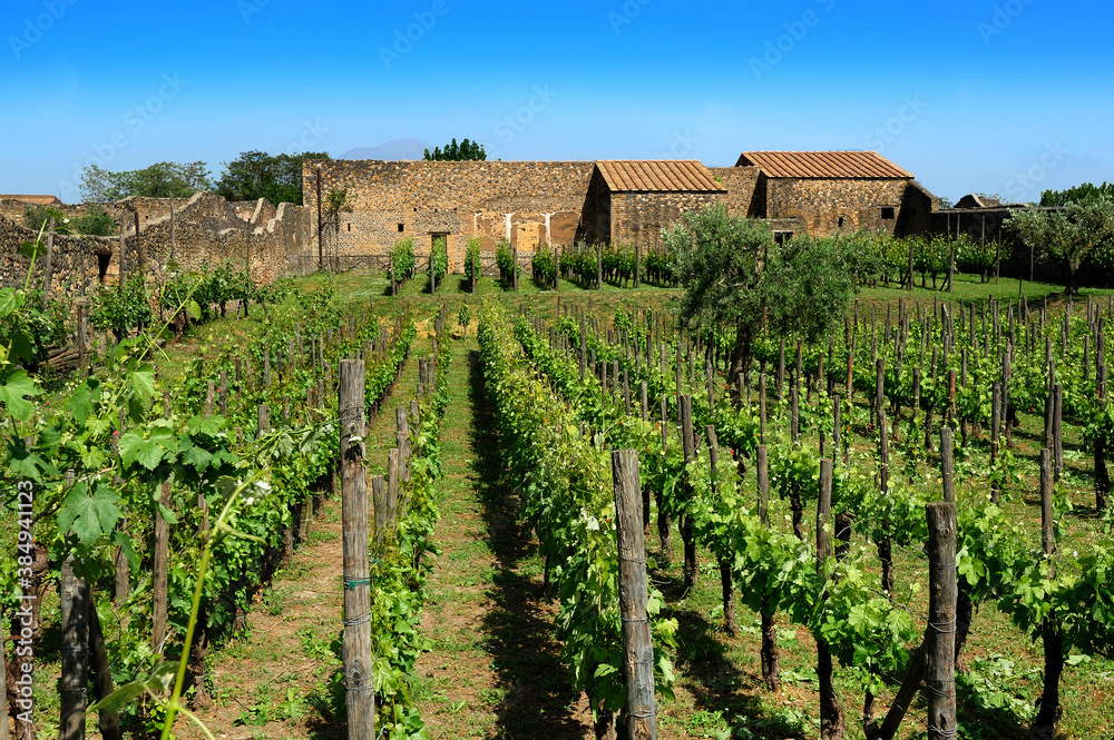 vineyard and old house, Italy