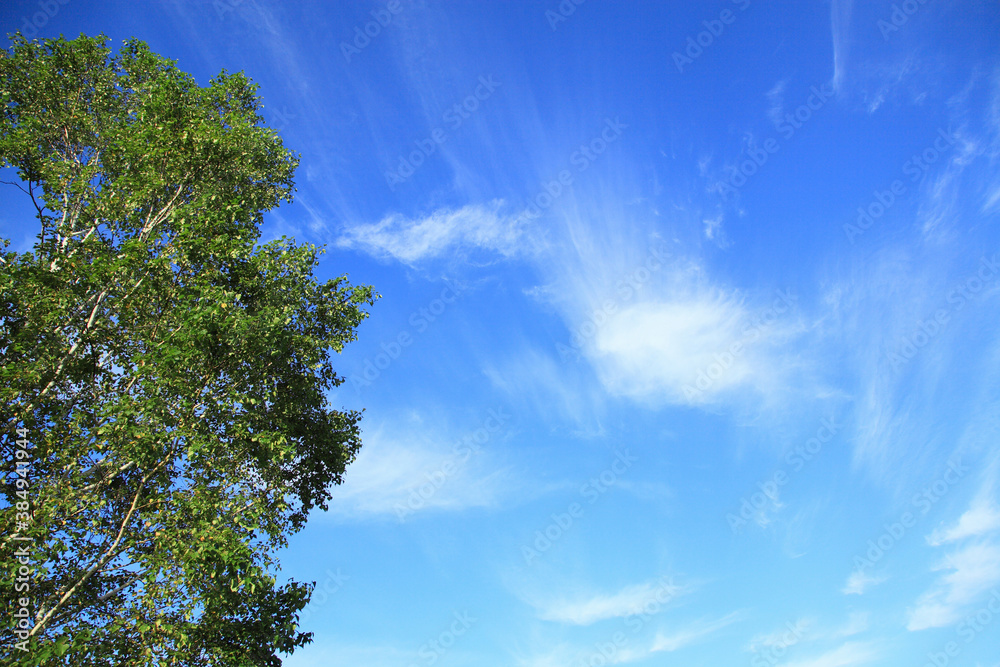 Obraz premium 樹木と空