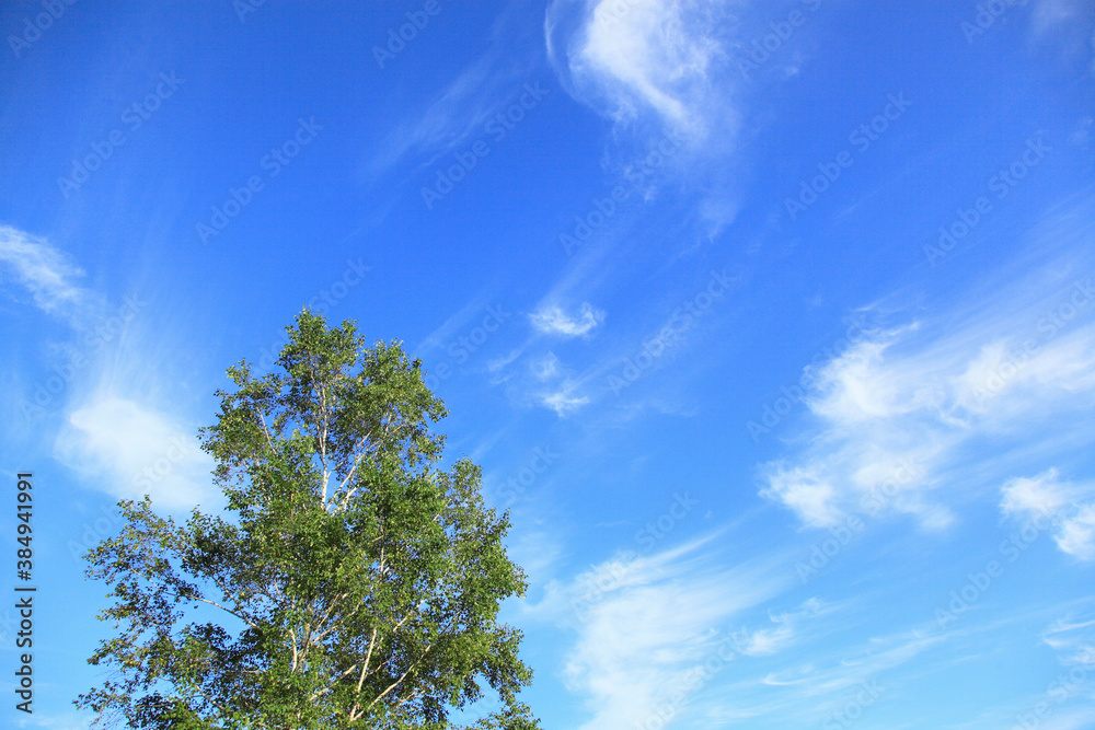 Obraz premium 樹木と空