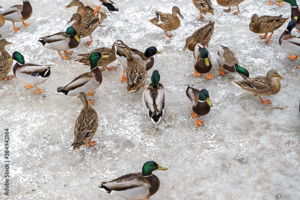Fototapeta premium many mallard ducks in winter on a frozen lake. birds on ice